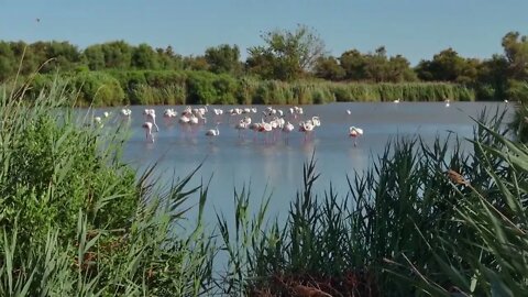 Flock of pink flamingos, birds in swamp in Camargue, southern France. Wild animals, French fauna, na