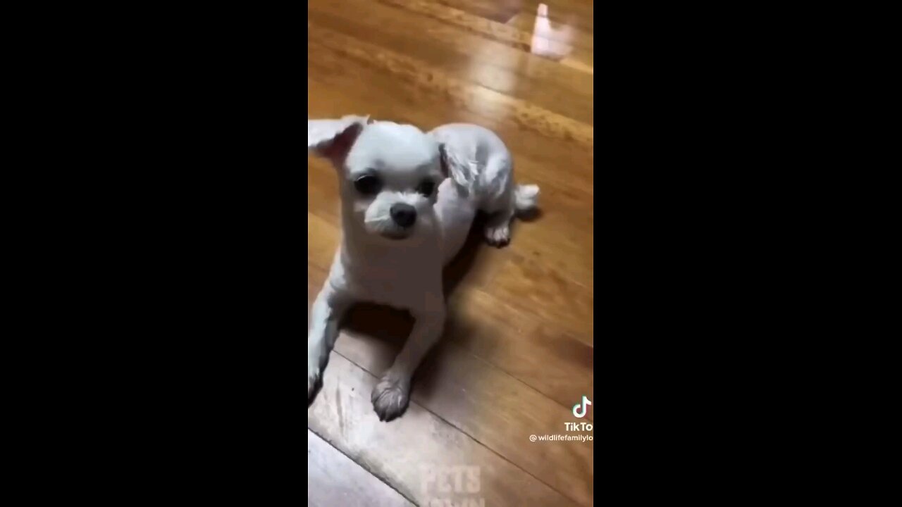 funny cat situations funny dogs situations