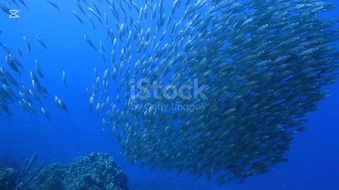#fish of zhe dens