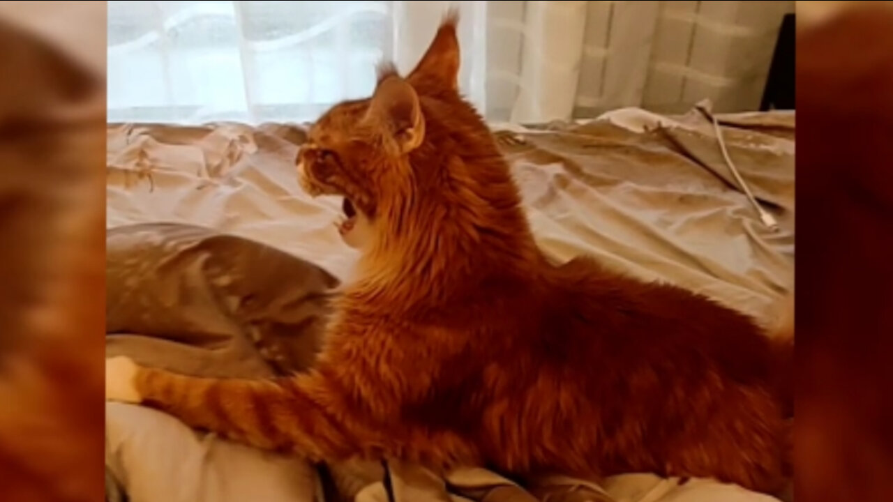 Maine Coon is attacking
