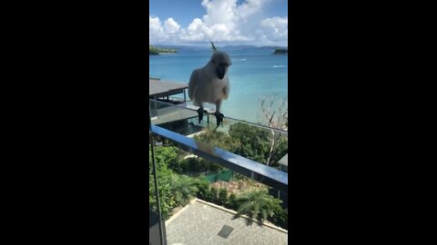 Wild Cockatoo with grapes