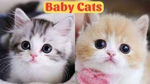 Cute Baby Cats