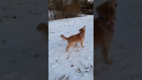 Dog found the biggest ball in the universe.🐕🐾🎾🌕🌝😂😂