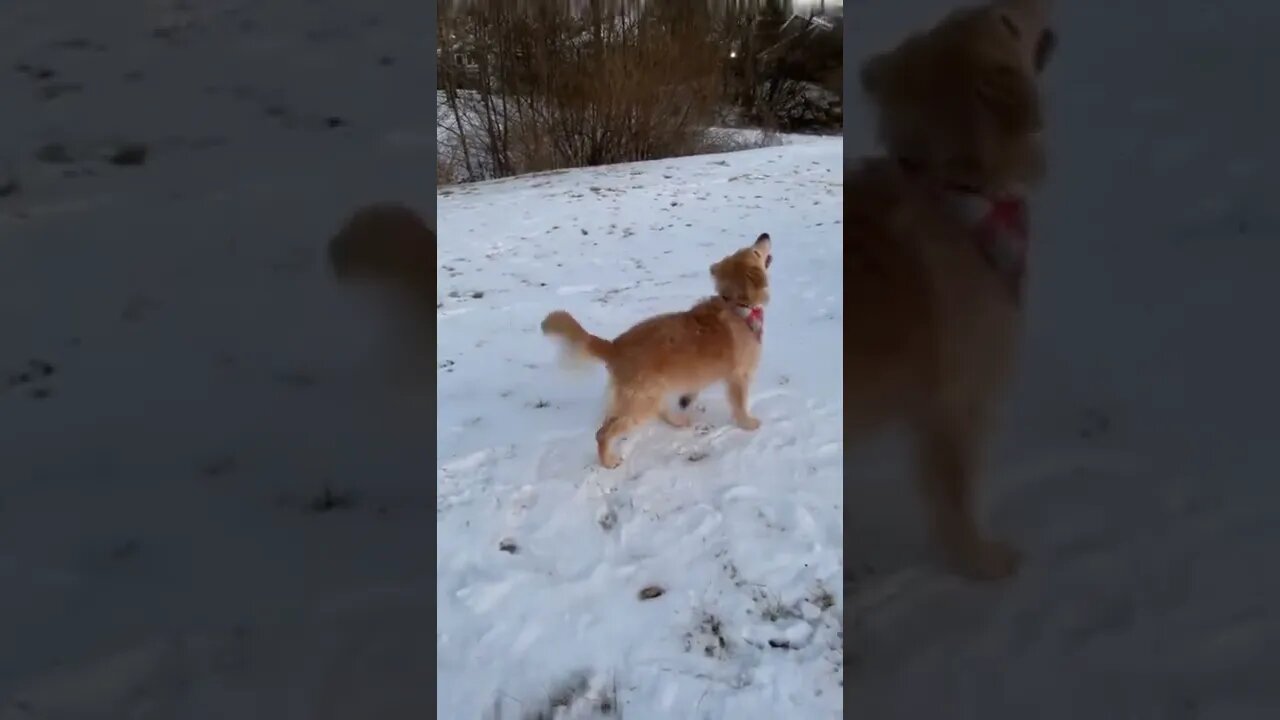 Dog found the biggest ball in the universe.🐕🐾🎾🌕🌝😂😂
