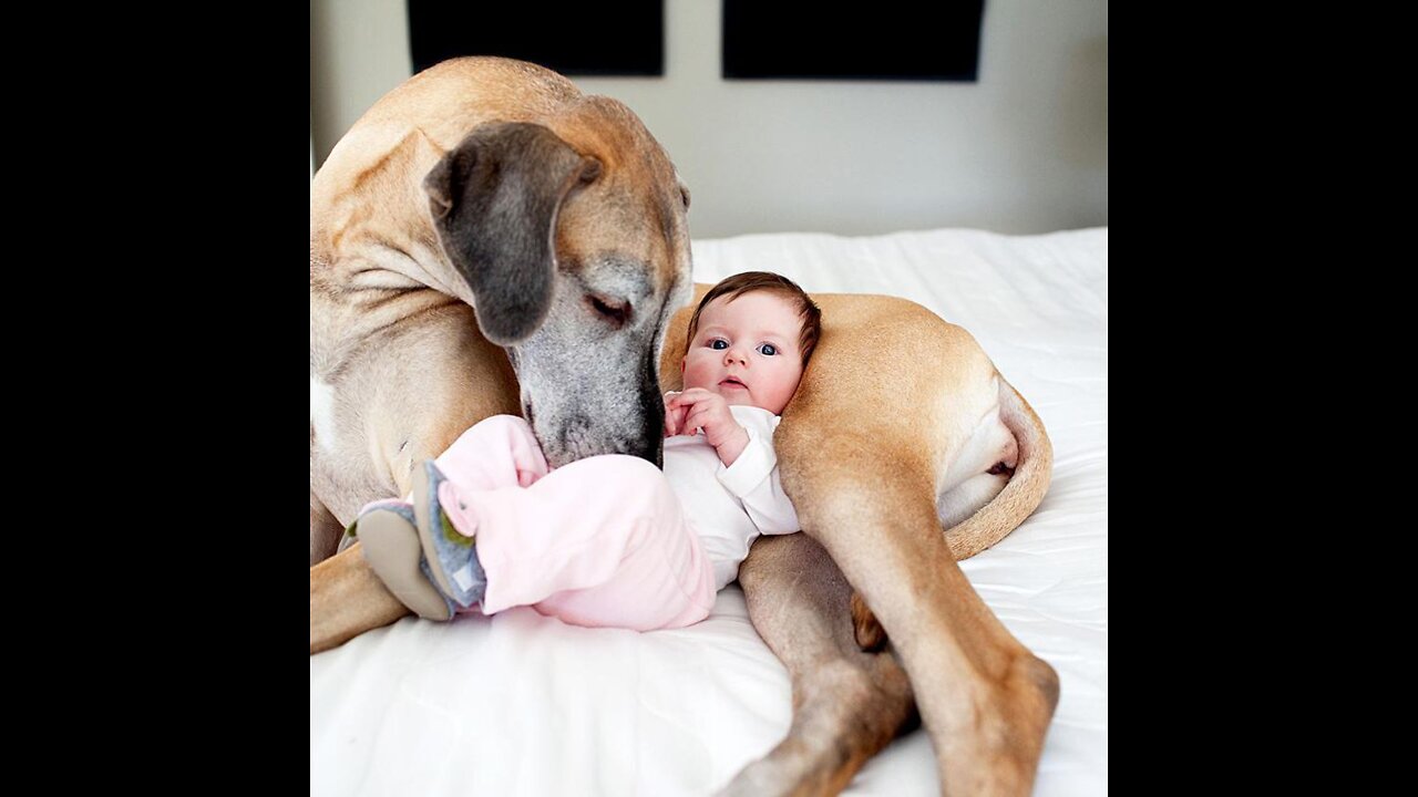 Dog LOVE Baby Daiy-Routine