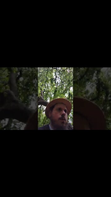 weeping beech tree at Bayard Arboretum
