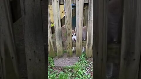 He doesn’t want me to leave❤️ Cute Husky Puppy! #huskypuppy #husky #huskylovers #shorts