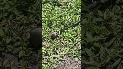 Black Racer Snake Eats a Bullfrog