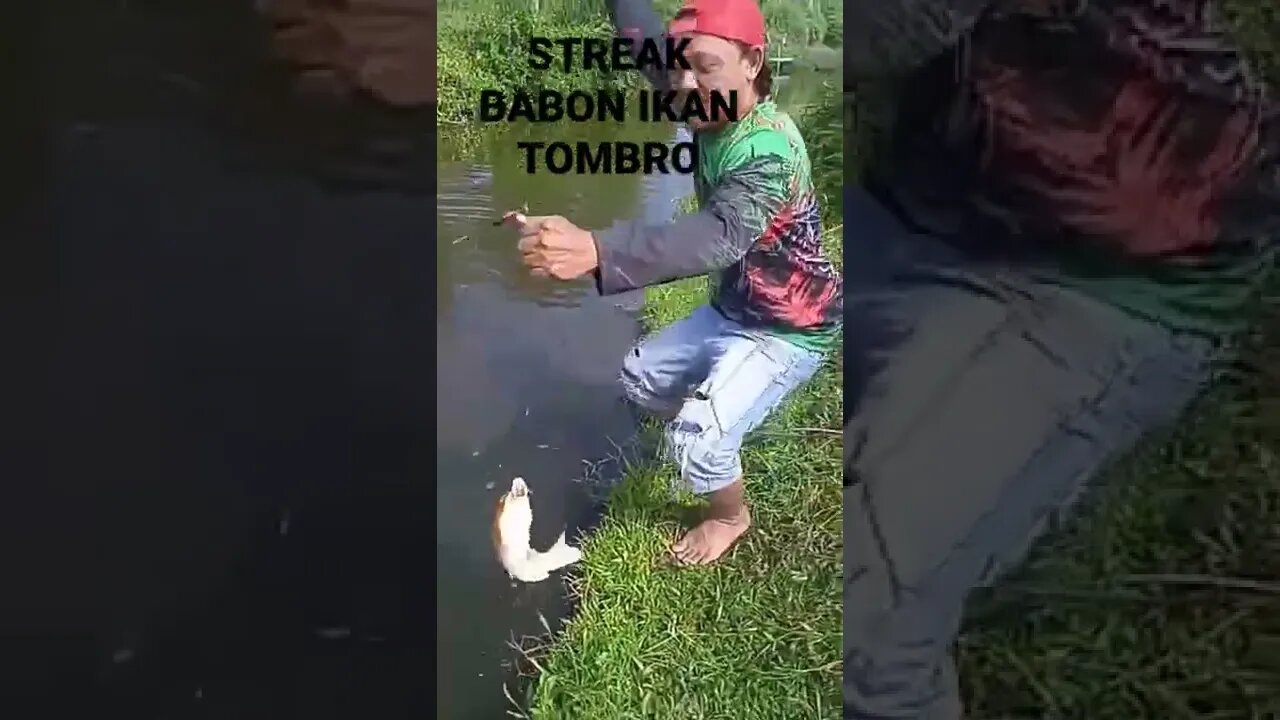 TIDAK DI SANGKA DI PARIT ADA IKAN BABON MERAH NYA #short