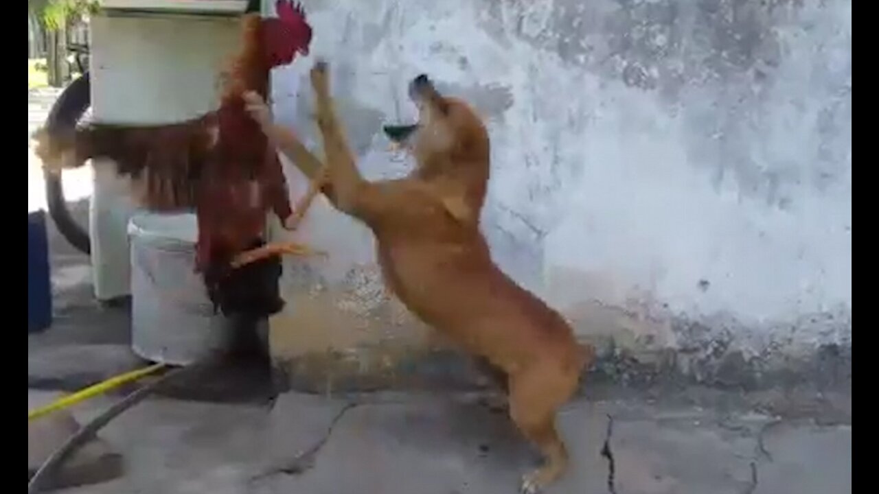 Chicken VS Dog Fight - Funny Dog Fight