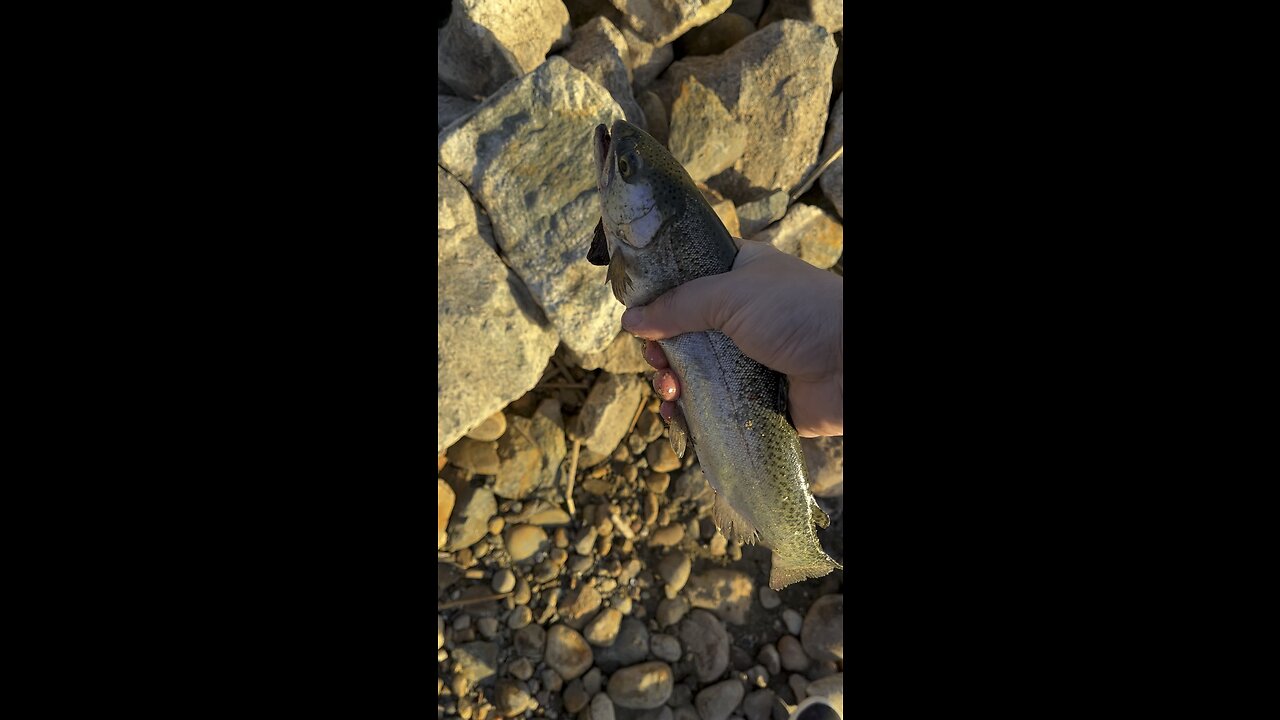 Trout fishing San Diego