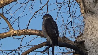 Coopers Hawk 1, Mourning Dove 0, Predator and Prey