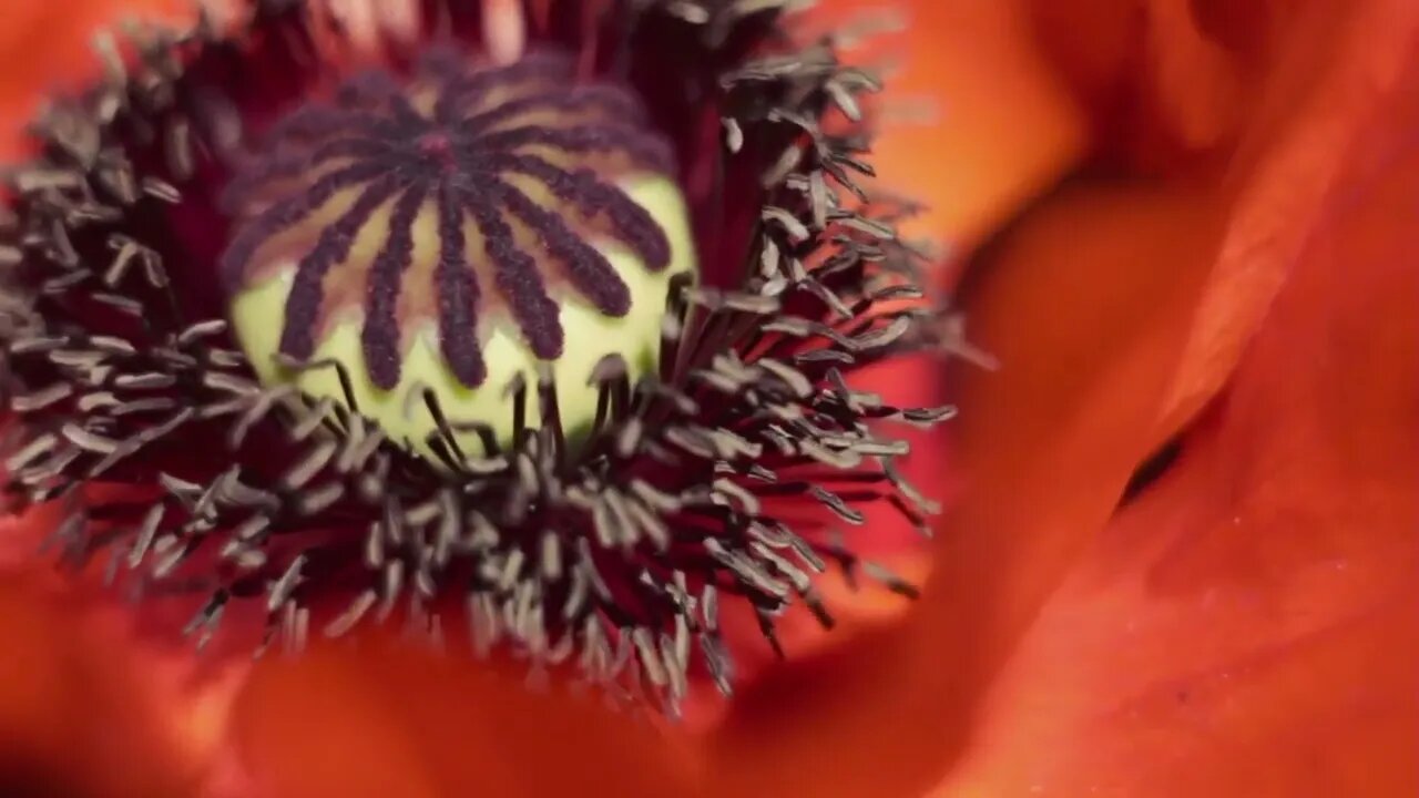 Flower red poppy in the wind