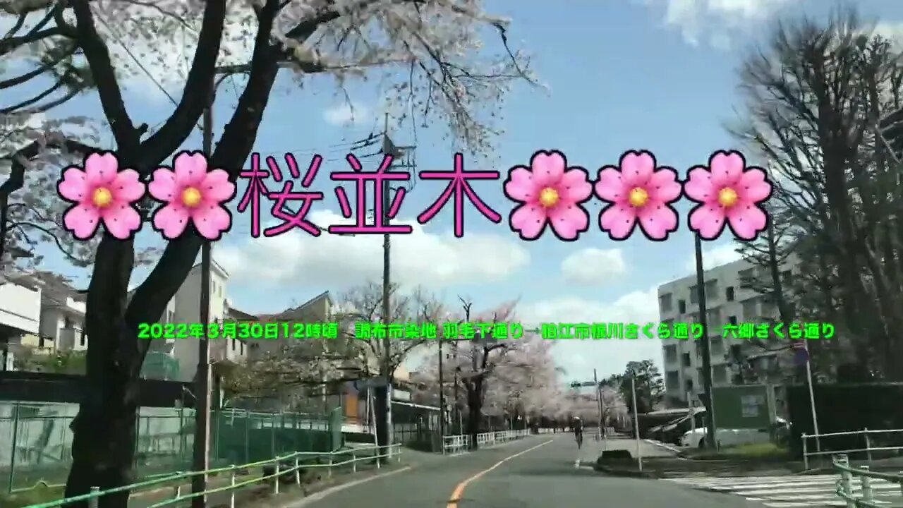 2022桜並木 狛江市 根川さくら通り〜六郷さくら通り