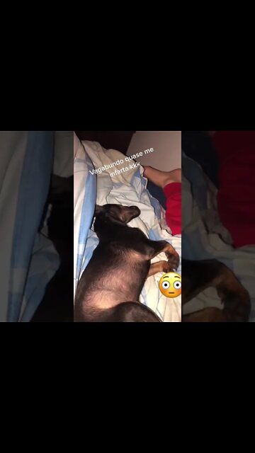 Cachorro fingiu morrer pra não acordar