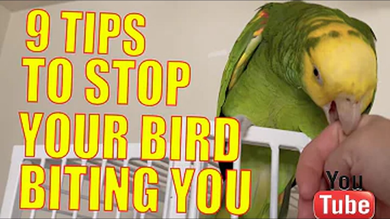 How to keep your bird Active and Healthy!