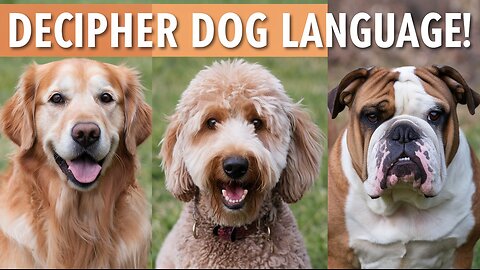 Decipher Dog Body Language and Strengthen Your Bond with Your Pet!