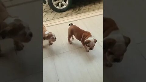 Cute English Bulldog Puppies #shorts