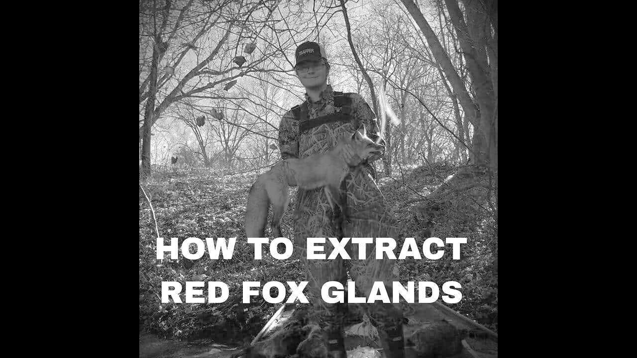 HOW TO REMOVE RED FOX GLANDS