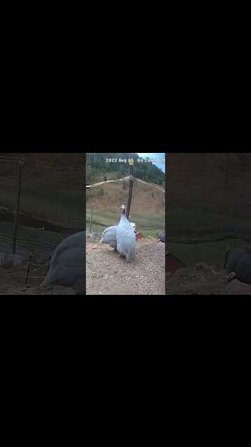 Spying on guinea fowl - Lavender guinea fowl