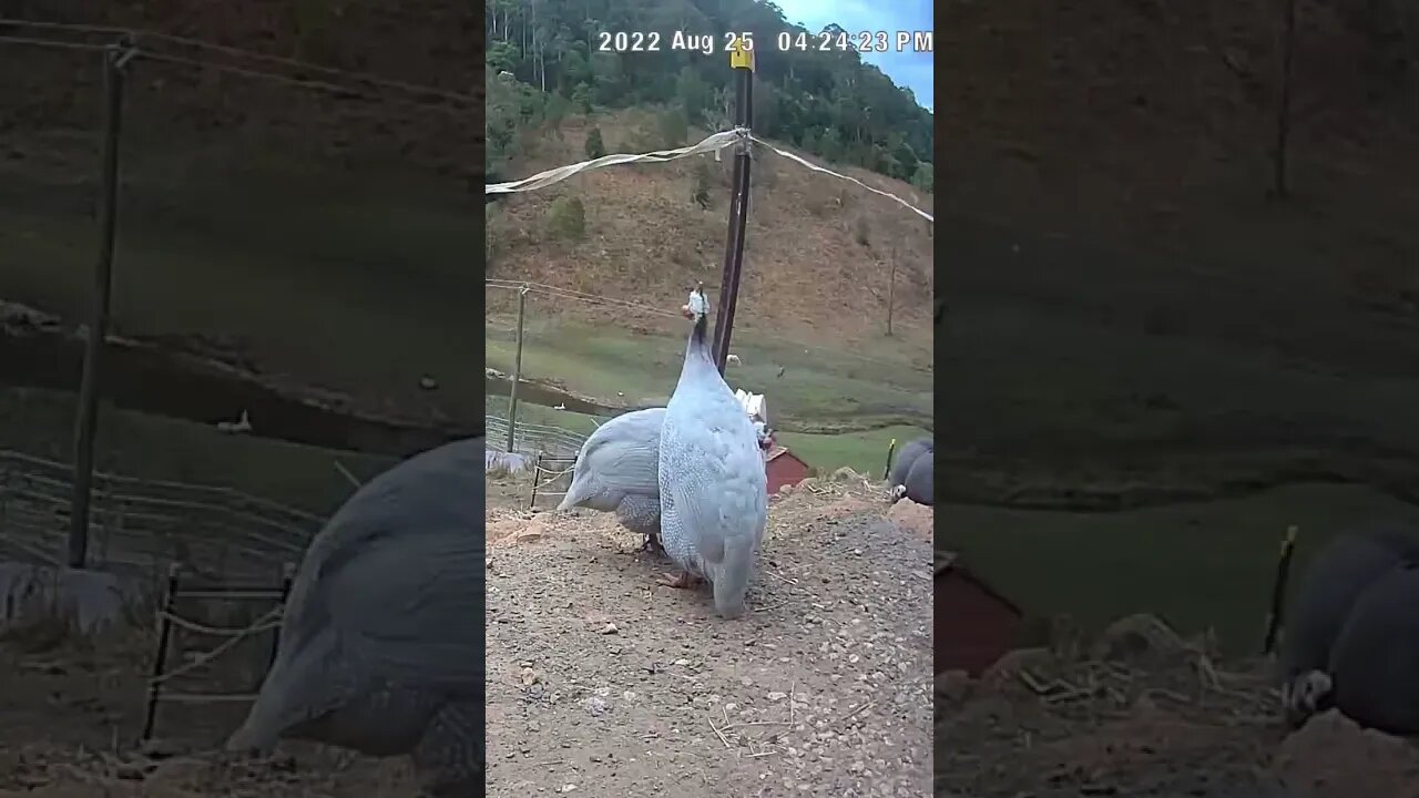 Spying on guinea fowl - Lavender guinea fowl