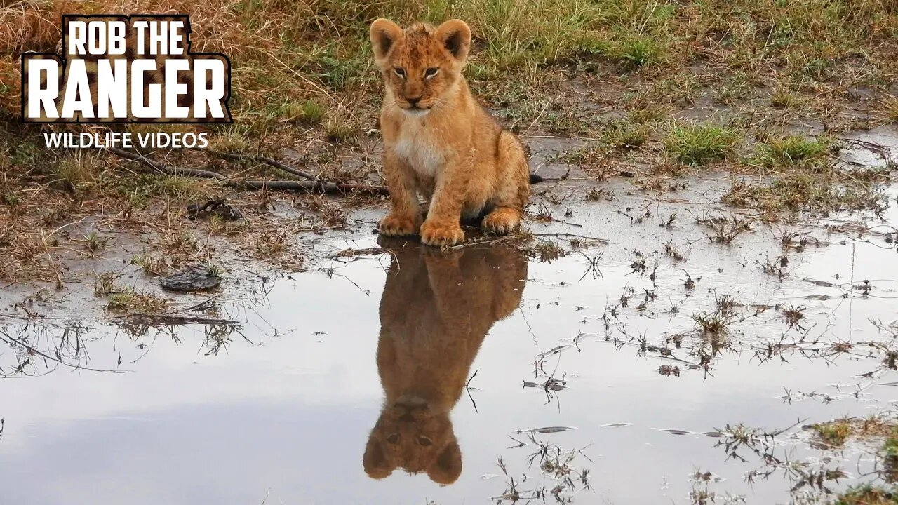 Playful Lion Cub Annoys The Adults | Maasai Mara Safari | Zebra Plains