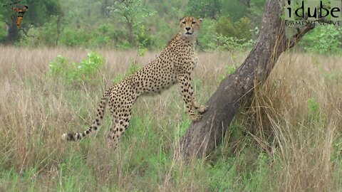 Male Cheetah Posing For The Cameras