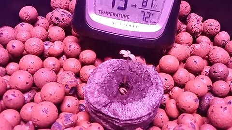 Seedsman Northern Lights Auto Seedling Day 2