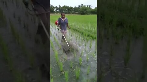 ধাবের আগাছা পরিষ্কার করার মেশিন | Paddy | কৃষক-শ্রমিক