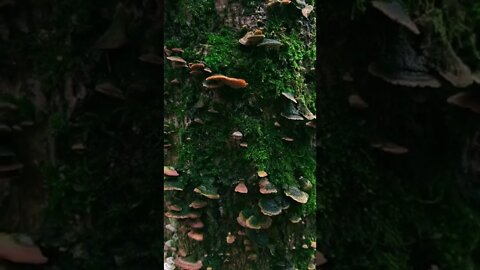 nature#forest radiance#shorts