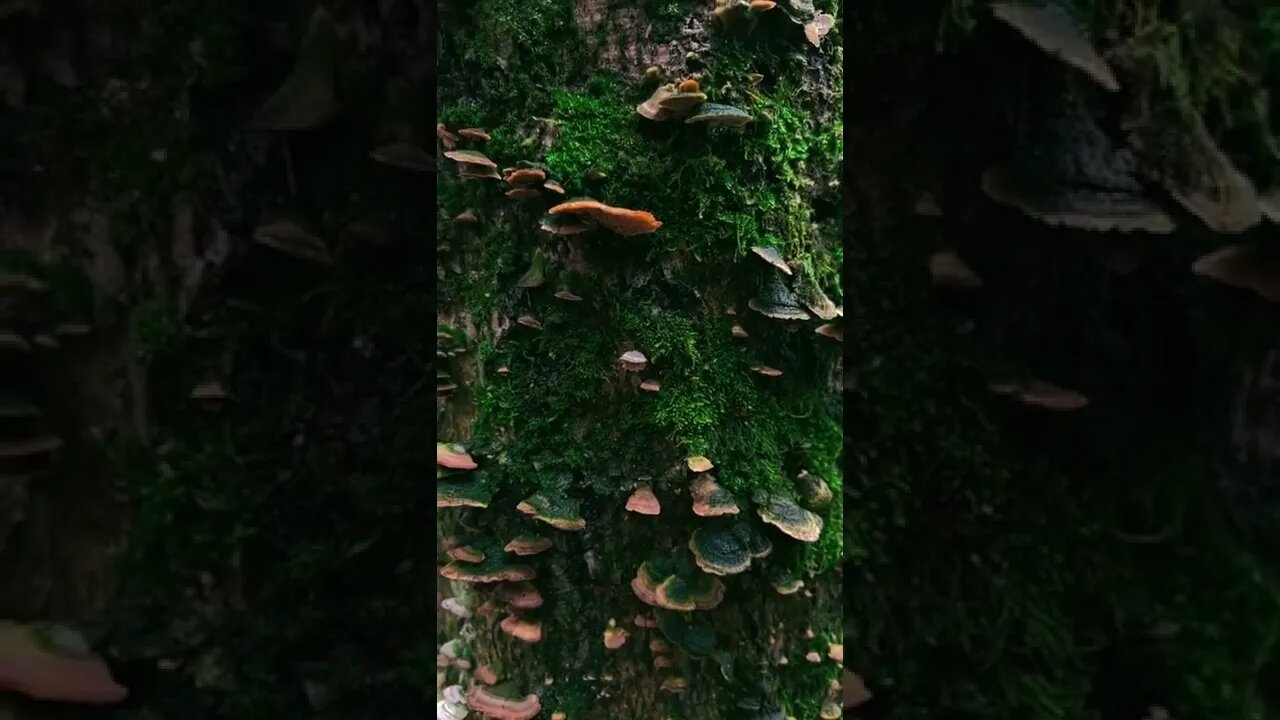 nature#forest radiance#shorts