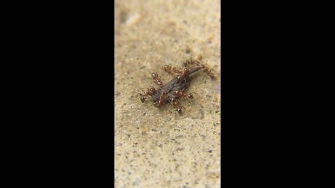 Fire Ants on Sugar Soaked Mulch | Macro