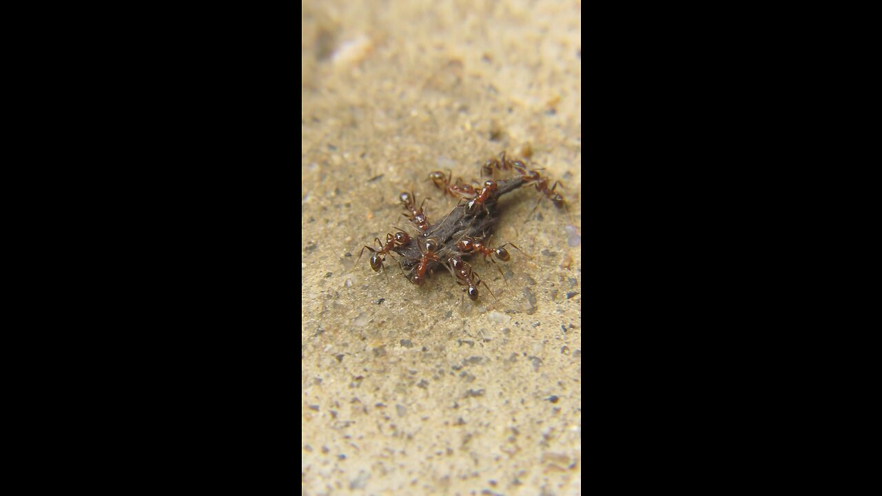 Fire Ants on Sugar Soaked Mulch | Macro