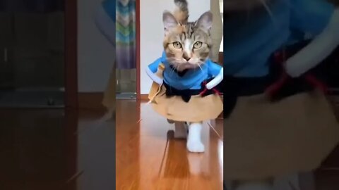 funny cat videos | cute cat videos| cute animals funny cats #shorts #shortsfunny #cutecat #funnycat