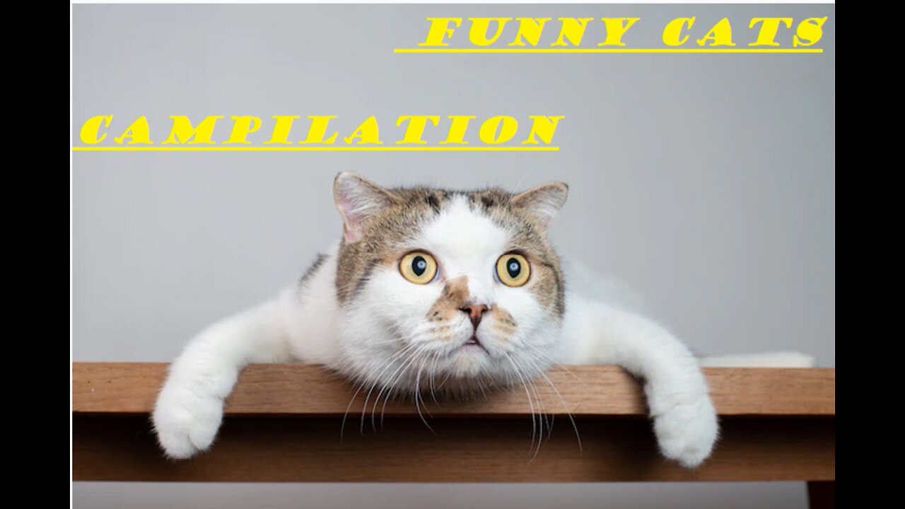 Funny And Cute Cat'S Life Cats And Owners Are The Best Friends Videos