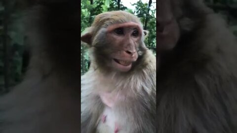 o sorriso mais lindo da selva 😂😂 #shorts