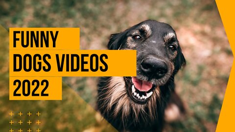 🤣Funny Dog Videos 2021🤣 🐶 It's time to LAUGH with Dog's life