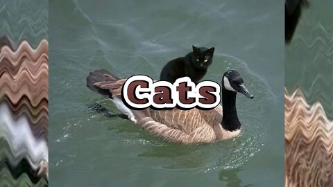Adorable Cats And Memes 😻