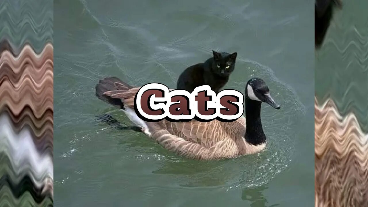 Adorable Cats And Memes 😻
