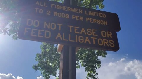 Alligator At Huntsville State Park - Texas