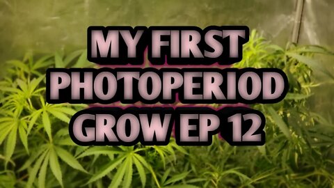 My First PhotoPeriod Grow EP12