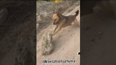 The best funniest animals videos continue.....