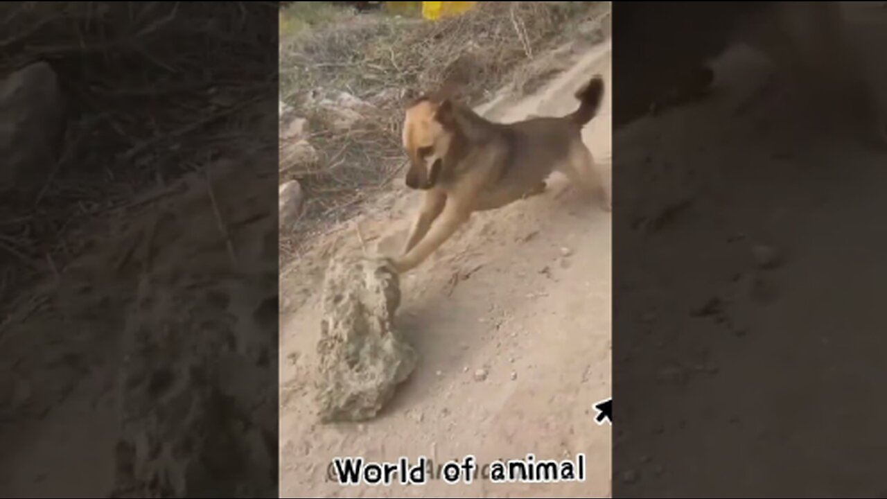 The best funniest animals videos continue.....