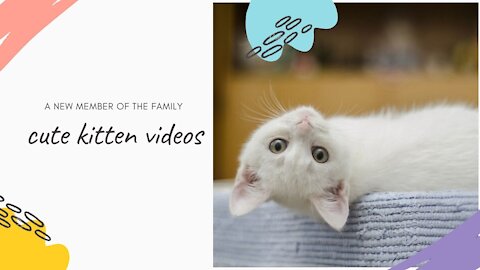 cute kitten videos