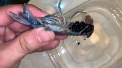 Blue LOBSTER Crawfish EGGS get Home AQUARIUM