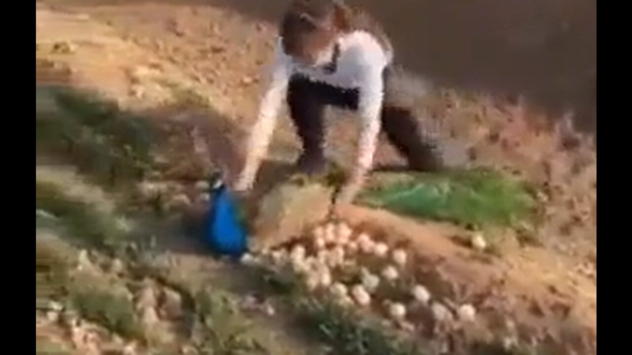 Peacock Teaches Woman A Lesson