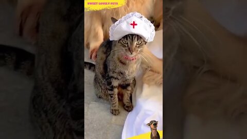 🥰 The Most Beautiful Pets Hospital 🩺 | #Shorts