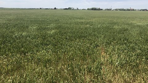 Waves of grain