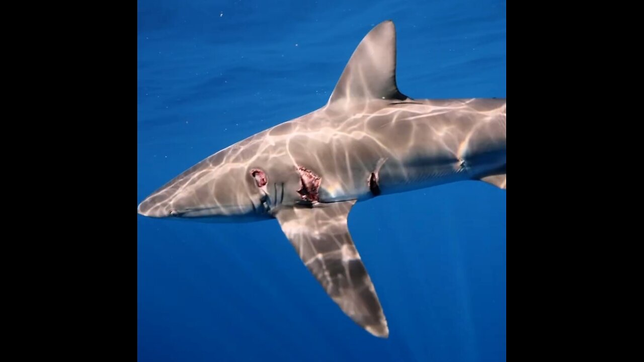 Sharks Have Insane Immune Systems!