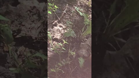 Halloween soon #shorts